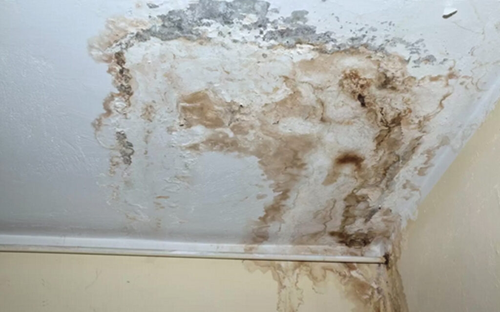 Mold Abatement